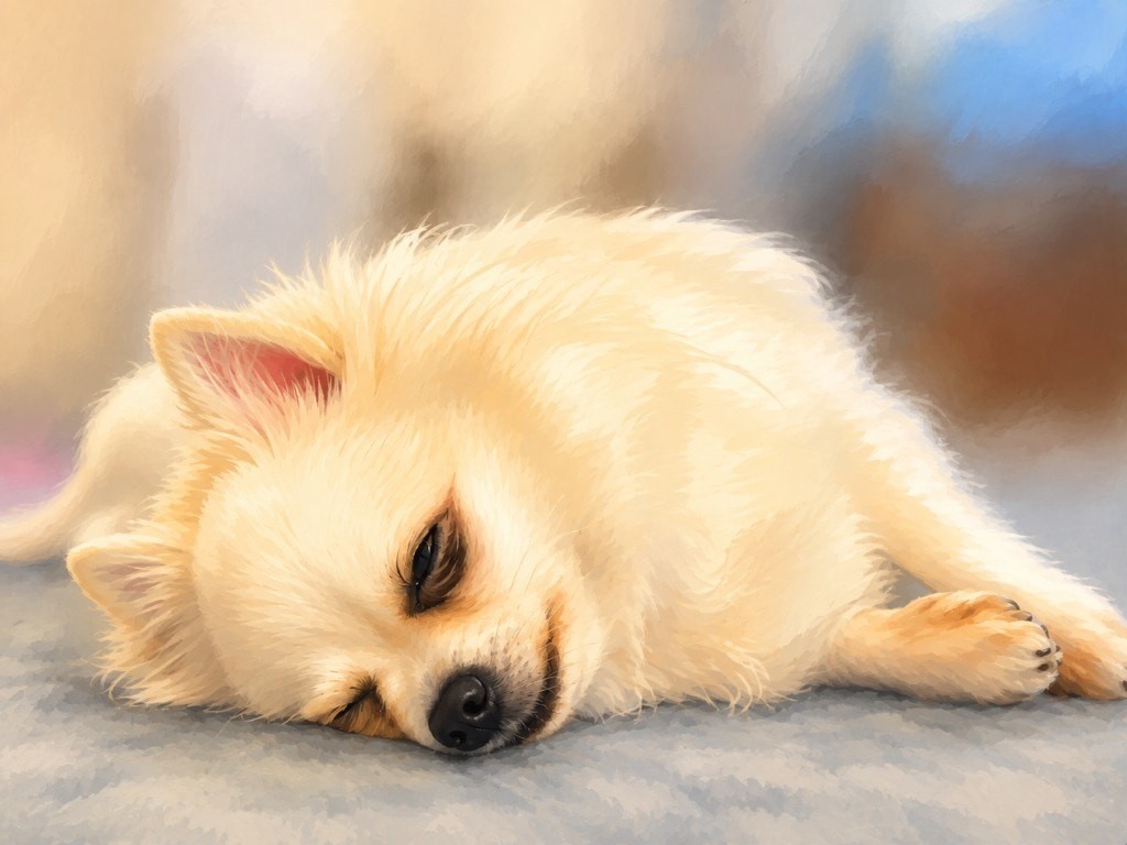 室内で眠るポメチワ太